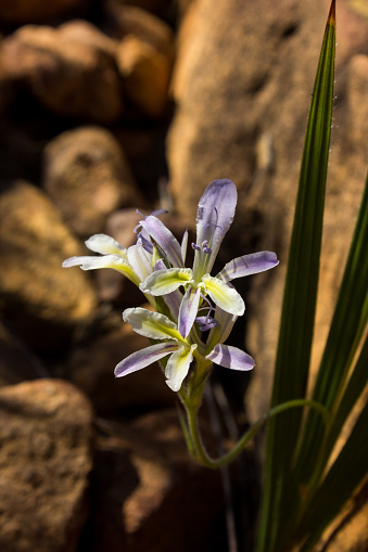 Small, beautiful flowers of one of the Babiana species of South Africa, growing among the Boulders of the Cederberg Mountains in South Africa.
