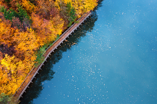 Aerial view on footpath with mixed forest in autumn colours by the beautiful blue lake.