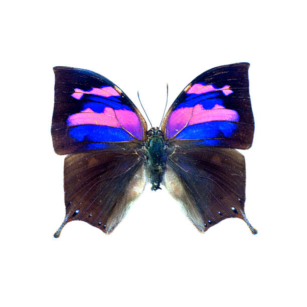 istock Butterfly on a white background in high definition 160254360