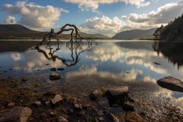 istock Reflection of the tree on the lake 1602544284