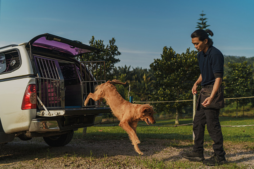 Asian Chinese male dog trainer teaching a golden retriever to enter and exit a pick up truck