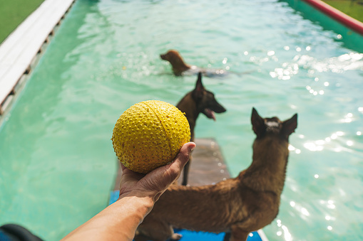 Trained canines cooling down and playing in a dog swimming pool