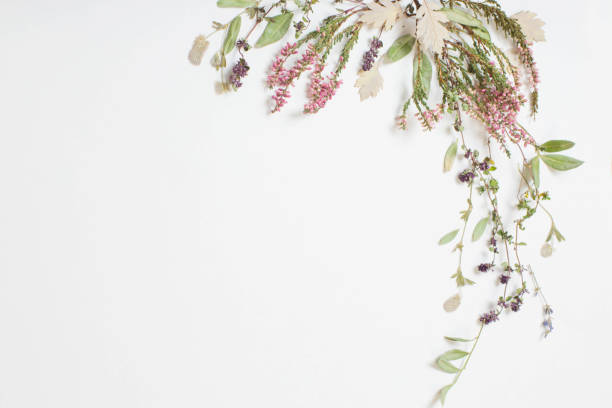 istock dried flowers on white background 1602565978