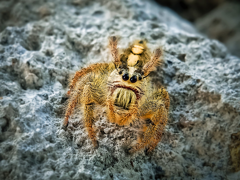 Grammostola Pulchripes tarantula (Chaco Golden Knee) on dark blue  background. Large Tarantula with yellow and black hair on log. Studio Shot