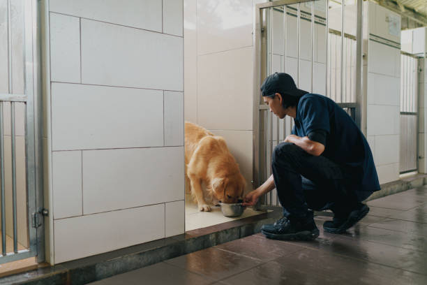 азиатский дрессировщик и смотритель собак выполняет свою повседневную работу по кормлению собак - animals feeding фотографии стоковые фото и изображения