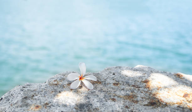 Flower on Stone at Coast Sea Ocean Water Background, frangipani flowers on Rock, Island Thailand, Card Poster for Aroma therapy Spa Relax in Luxury Resort, Tourism Vacation Travel Summer stock photo