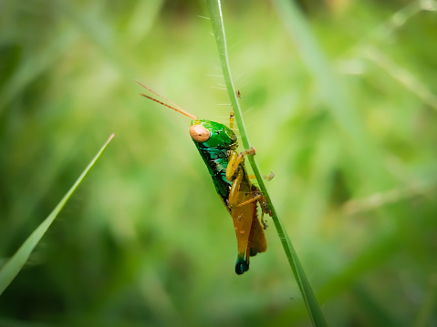Seventeen Year Cicada (Magicicada cassini) perched on a stick with a green background
