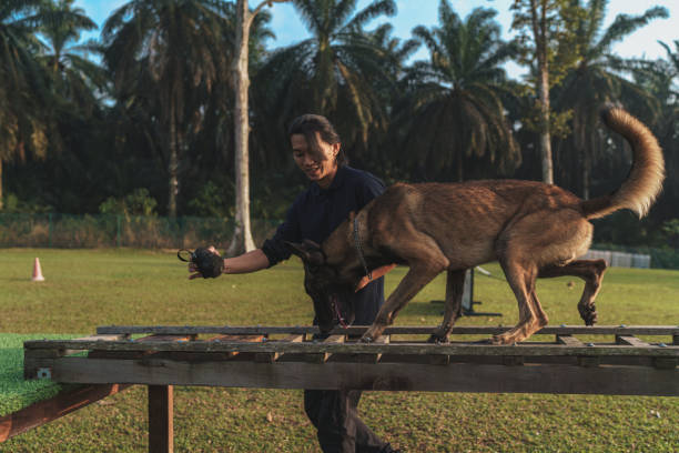 azjatycko-chiński trener psów i jego młody owczarek niemiecki przechodzą szkolenie na torze przeszkód na świeżym powietrzu - dog retrieving german shepherd pets zdjęcia i obrazy z banku zdjęć