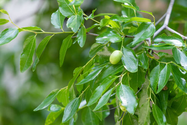istock Unripe jujube fruit found in the park. 1602590593