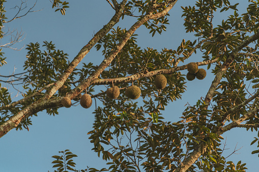 king of fruits - durians hanging on a tree