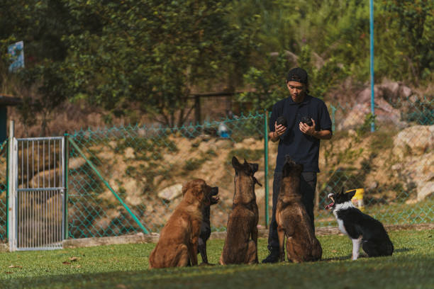 azjatycko-chiński trener psów spędza czas ze swoimi psami na poligonie - dog retrieving german shepherd pets zdjęcia i obrazy z banku zdjęć