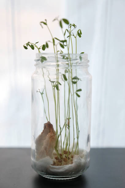 istock lentil sprouts seeded in a recycled glass jar 1602599441