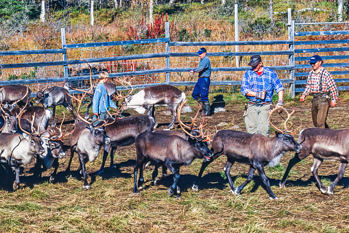 Lapland, Sweden-September, 2020: Reindeer caught with a lasso in an enclosure