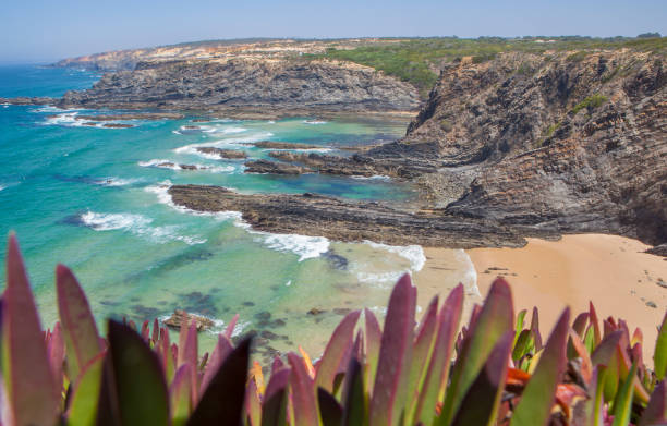 istock Hottentot-fig growing on the edge of the cliff 1602603097