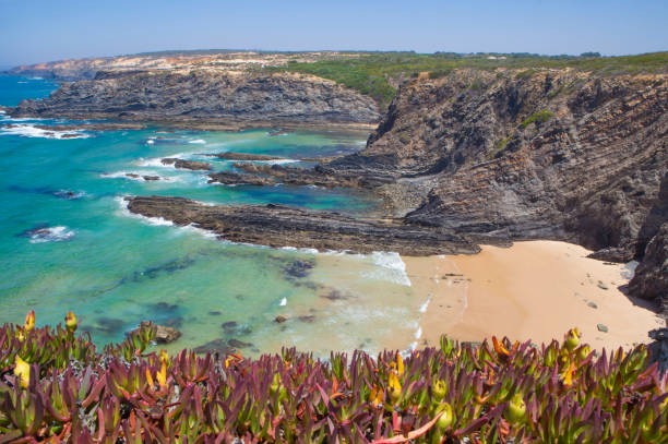 istock Hottentot-fig growing on the edge of the cliff 1602603104
