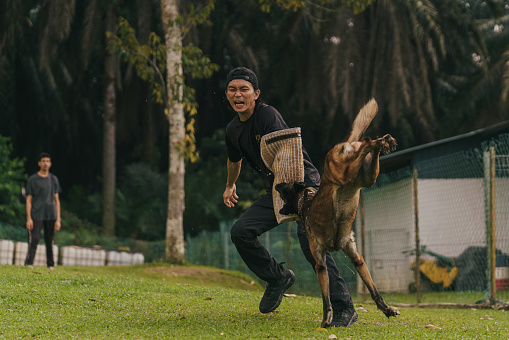 Asian dog trainers and a young german shepherd k9 undergo aggressive dog training