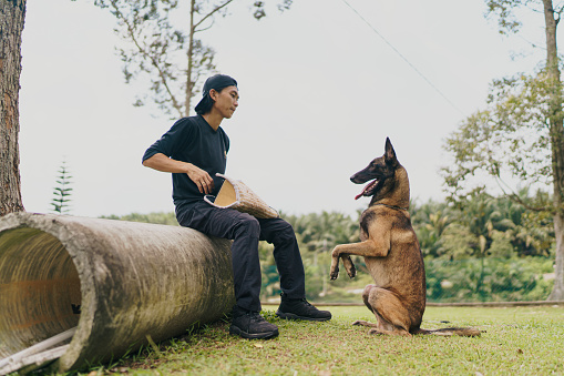 Asian Chinese male dog trainer and his young german shepherd undergo obedience training in the outdoors ground