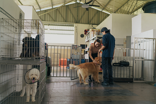 A pet owner arrives at the dog boarding school to collect her pet golden retriever