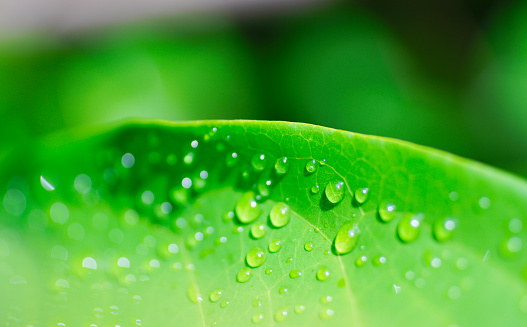 Raindrops on green leaf, Refesh nature background