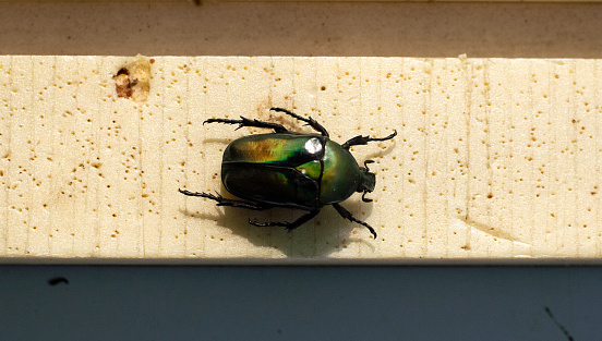 The green beetle stuffed insect is pinned on the foam.
