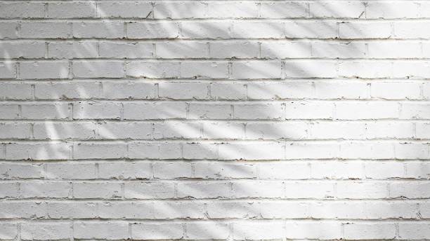 istock Tropical palm tree in sunlight with leaf shadow on blank white brick wall 1602618188