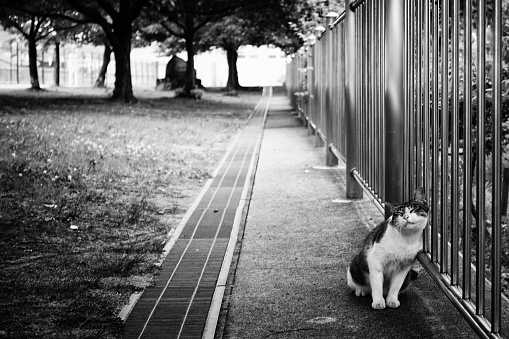 A cat rubbing its face against a fence