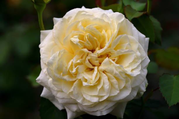 istock Beautiful rose in the garden, close-up. 1602626593