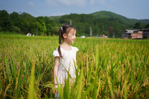 little girl standing in rice field