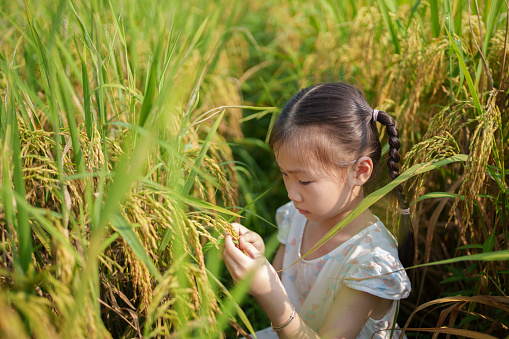 Children are observing rice growth