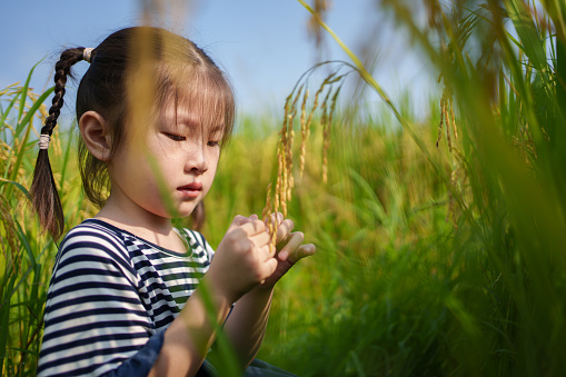 little girl in rice field