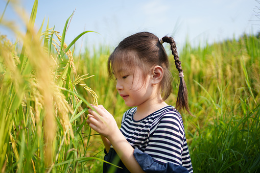 children in rice fields