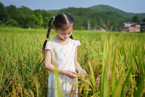 beautiful little girl in rice field