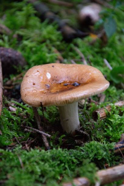 istock Vertical closeup of mushroom growing in a forest 1602652499