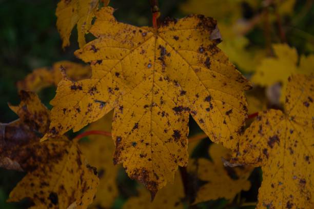 istock Closeup of a withered leaf on the ground 1602652501