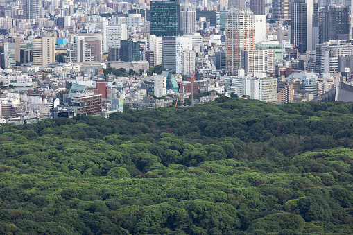 A large forest in the urban area of Tokyo