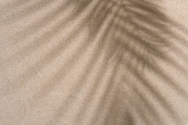 istock Brown Aesthetic Palm Leaf on Shadow on Sand Background Texture, Copy Space, Minimal Summer Concept 1602654045