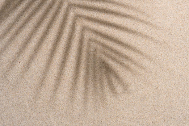 istock Brown Aesthetic Palm Leaf on Shadow on Sand Background Texture, Copy Space, Minimal Summer Concept 1602654049