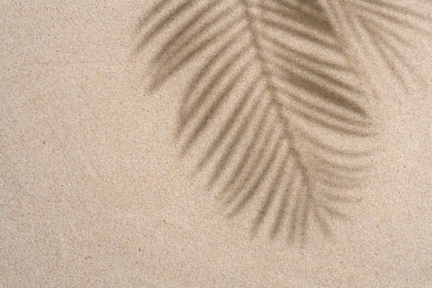 istock Brown Aesthetic Palm Leaf on Shadow on Sand Background Texture, Copy Space, Minimal Summer Concept 1602654787