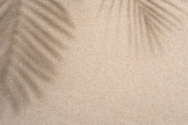 istock Brown Aesthetic Palm Leaf on Shadow on Sand Background Texture, Copy Space, Minimal Summer Concept 1602654887