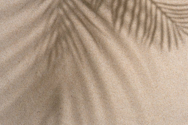 istock Brown Aesthetic Palm Leaf on Shadow on Sand Background Texture, Copy Space, Minimal Summer Concept 1602655101