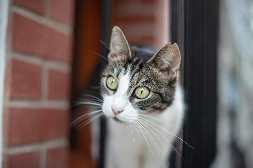 Big eyed stray cat is playing on the window.