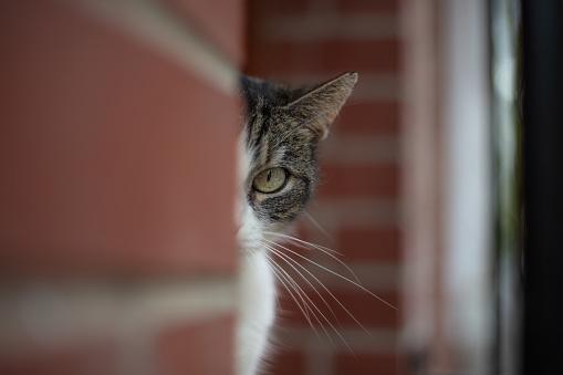 Big eyed stray cat is playing on the window.