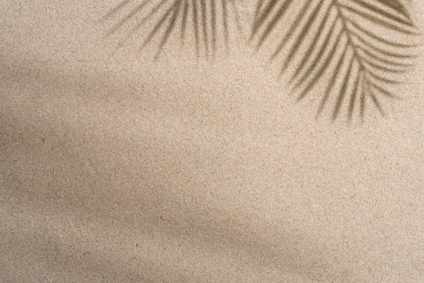 istock Brown Aesthetic Palm Leaf on Shadow on Sand Background Texture, Copy Space, Minimal Summer Concept 1602655627