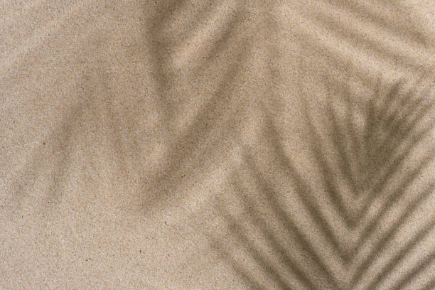 istock Brown Aesthetic Palm Leaf on Shadow on Sand Background Texture, Copy Space, Minimal Summer Concept 1602656179