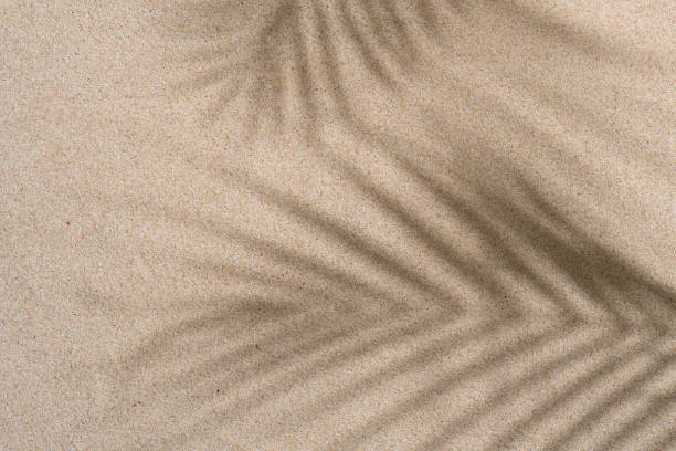 istock Brown Aesthetic Palm Leaf on Shadow on Sand Background Texture, Copy Space, Minimal Summer Concept 1602656222