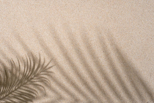 istock Brown Aesthetic Palm Leaf on Shadow on Sand Background Texture, Copy Space, Minimal Summer Concept 1602656734