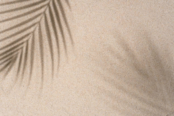 istock Brown Aesthetic Palm Leaf on Shadow on Sand Background Texture, Copy Space, Minimal Summer Concept 1602656740