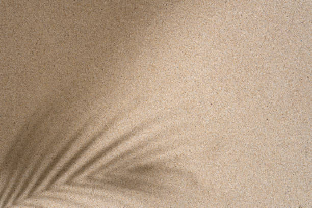 istock Brown Aesthetic Palm Leaf on Shadow on Sand Background Texture, Copy Space, Minimal Summer Concept 1602656753