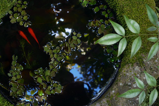 Japanese garden in Bonn   with wooden bridge  and small pine (round shape) and pond and  rocks and japanese maple and carps KOI