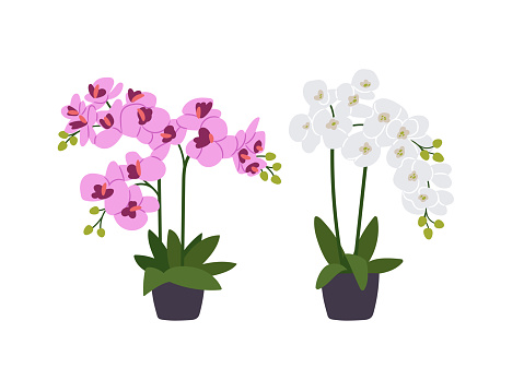 Two Orchids in flowerpots Isolated on white background. Different Types of Colorful blossoms, beautiful flora, blooming orchids design elements. Vector of flowerpot with leaf floral illustration